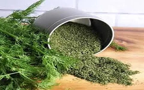 فروش شوید خشک پفکی